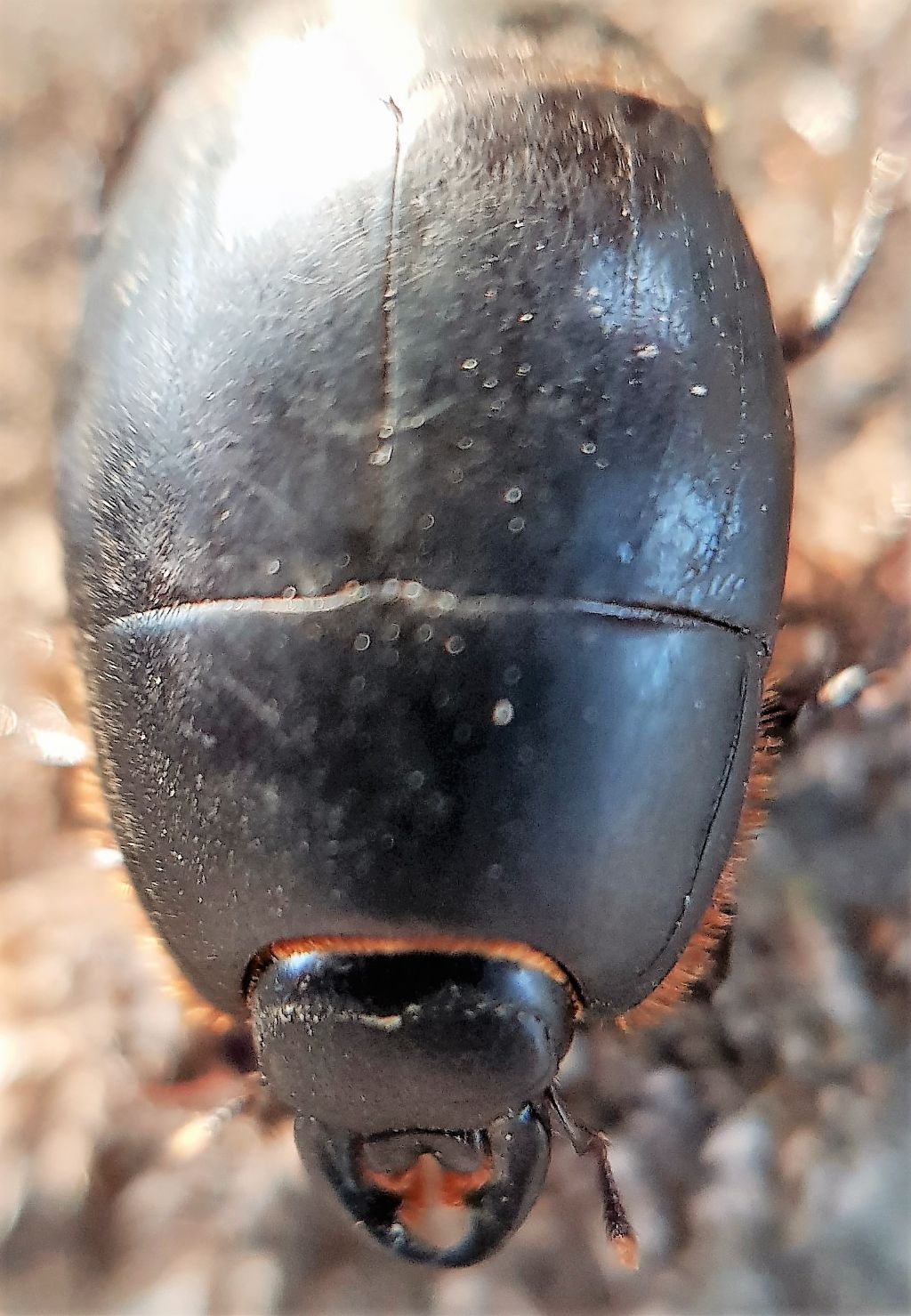 Histeridae: Pachylister inaequalis? No, Pactolinus major.